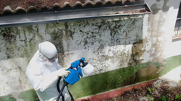 Mold Removal service in Highlands